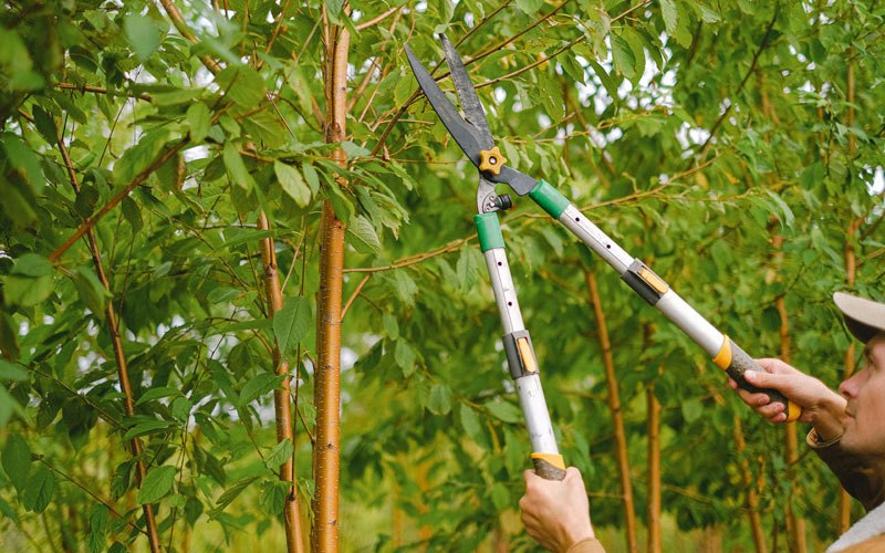 Tree trimming in Moorland, IA